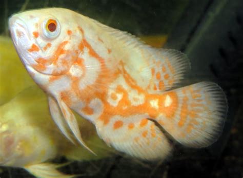 血紅豬魚|世界魚類圖鑑: 紅豬魚(Astronotus ocellatus)